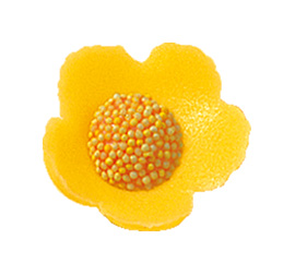V30173 Anemones small yellow