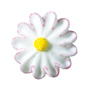 V20134 Bellis white with pink edge