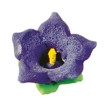 V20229 Gentian