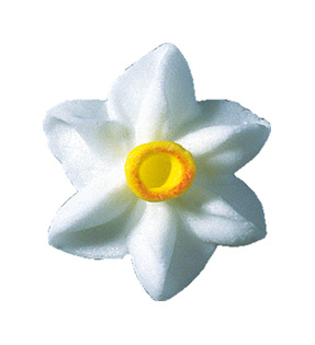 V20216 Daffodils